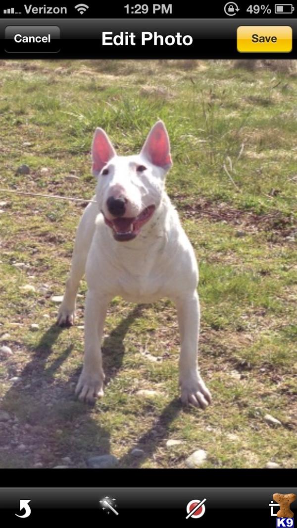 Stud Dogs - Bull Terrier